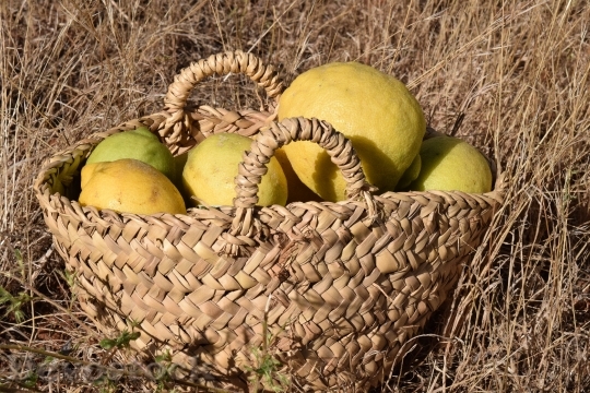 Devostock Lemons Lemon Basket Fruit