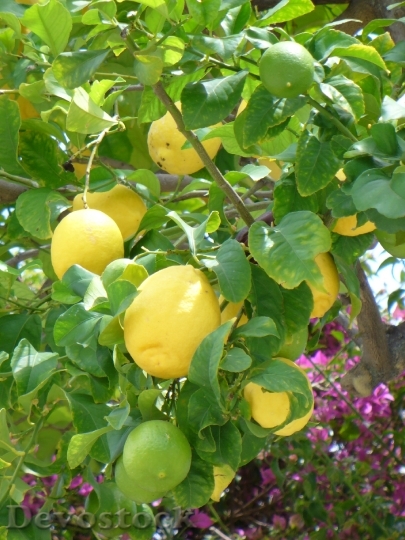 Devostock Lemons Lemon Bush Yellow