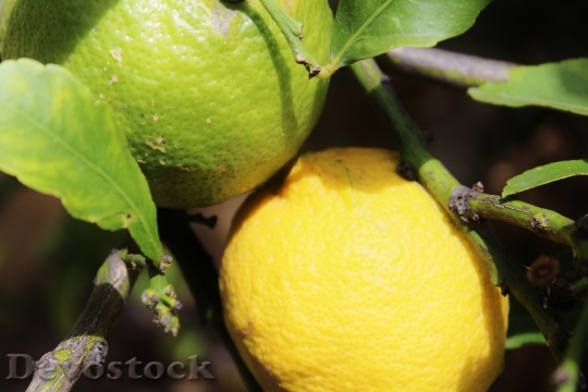 Devostock Lemons Lemon Tree Fruits