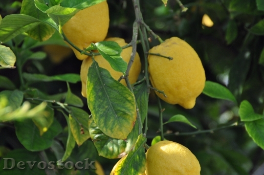 Devostock Lemons Plant Fruits 166238