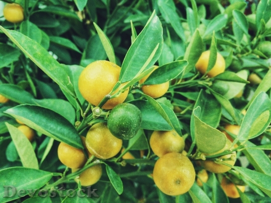Devostock Lemons Tree Fruit Citrus