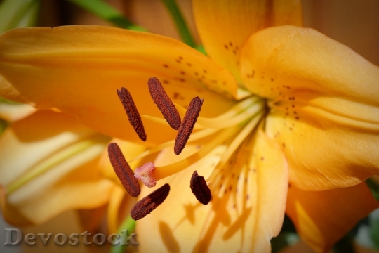 Devostock Lily Blossom Bloom Close 1