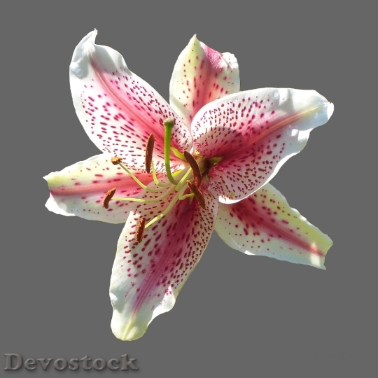 Devostock Lily Blossom Bloom Pink