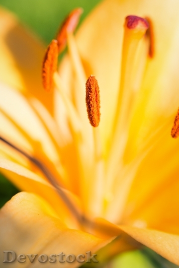 Devostock Lily Blossom Bloom Yellow 1