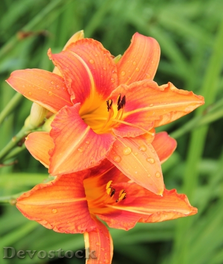 Devostock Lily Blossom Orange Wild