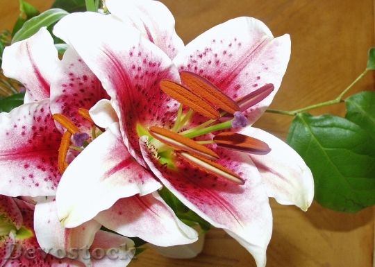 Devostock Lily White Purple Flower