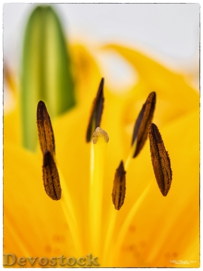 Devostock Lily Yellow Blossom Bloom 2