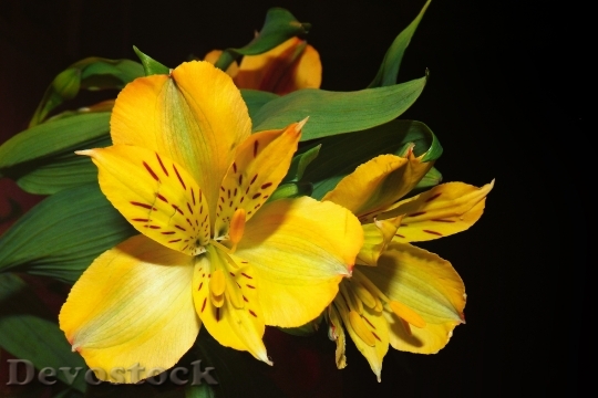 Devostock Lily Yellow Blossom Bloom 5