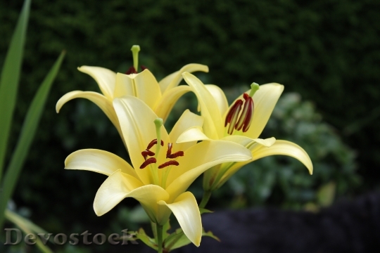 Devostock Lily Yellow Flowers Garden 0