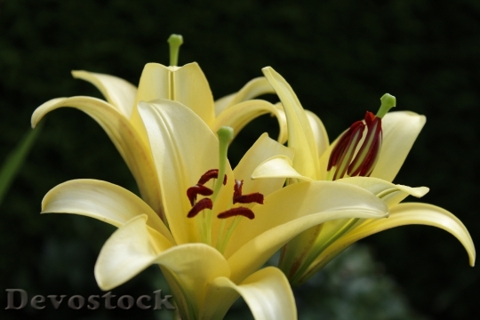 Devostock Lily Yellow Flowers Garden 1