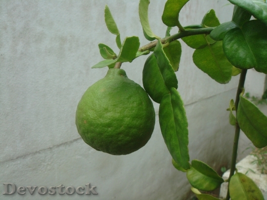 Devostock Lime Citrus Fruit Healthy