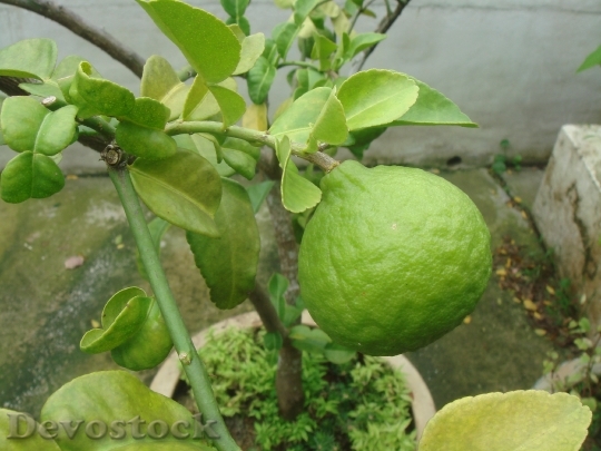 Devostock Lime Citrus Hystrix Kaffir