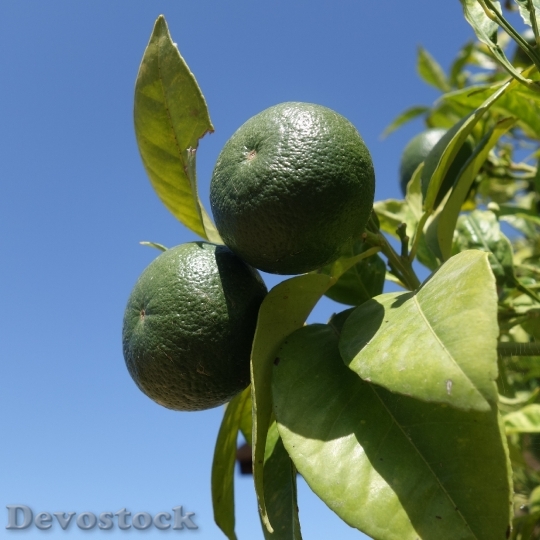 Devostock Lime Fruit Two Citrus