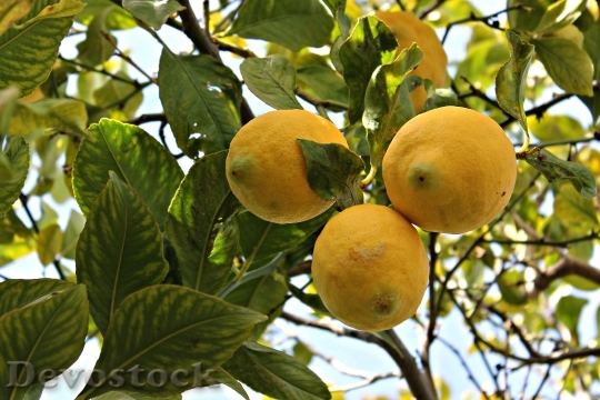 Devostock Lime Lemon Fruit 611925