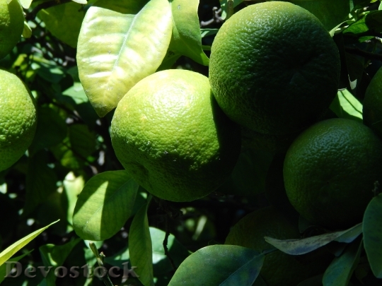 Devostock Lime Lemon Fruit Green