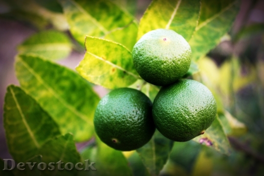 Devostock Lime Lemon Slice Green 4