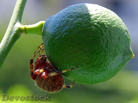 Devostock Limes Spiders Fruit Insects