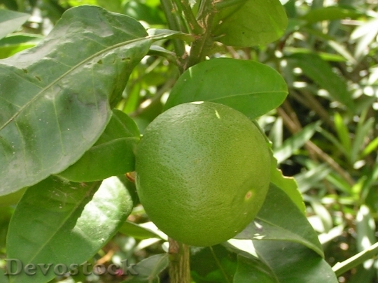 Devostock Limone Fruit Sour Food