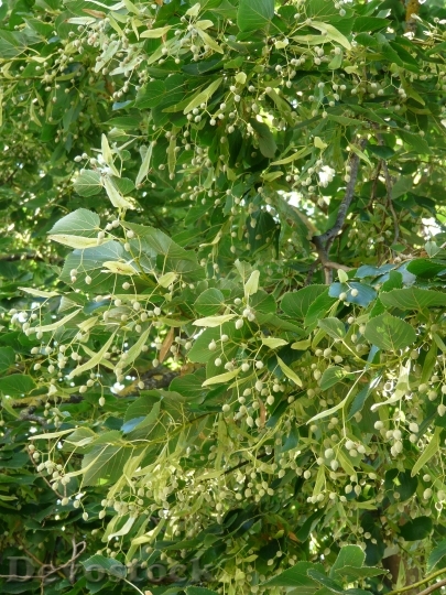 Devostock Linde Tree Linden Seeds