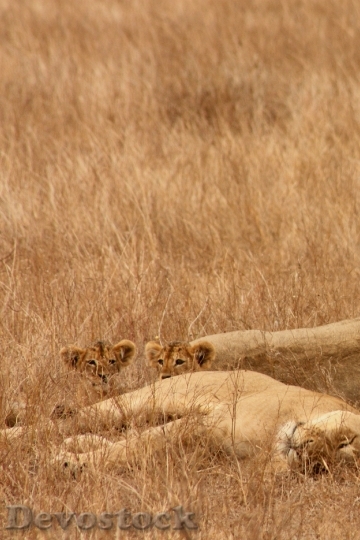 Devostock Lion Animal Family Wild 4