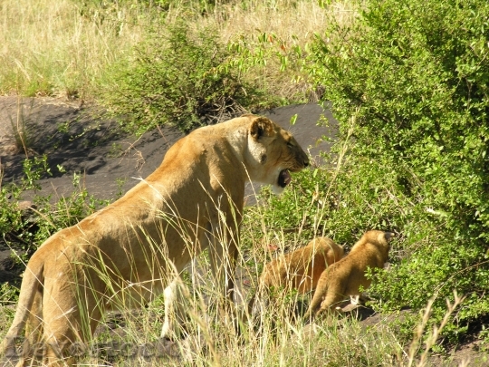 Devostock Lion Nature Wildlife Africa