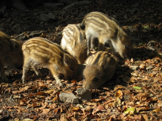 Devostock Little Pig Wild Boars 5