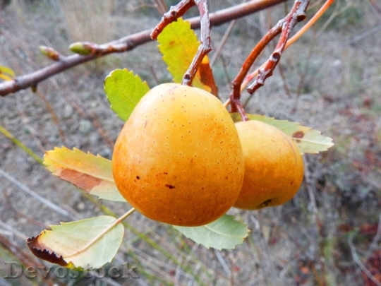 Devostock Loquat Winter Fruit Tree