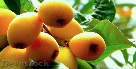 Devostock Loquats Fruit Sicily Nature