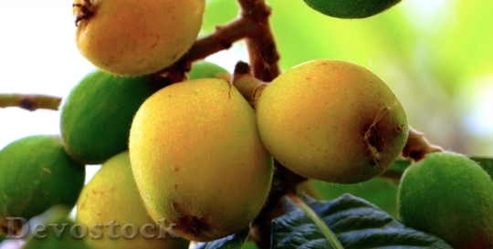 Devostock Loquats Sicily Nature Fruit