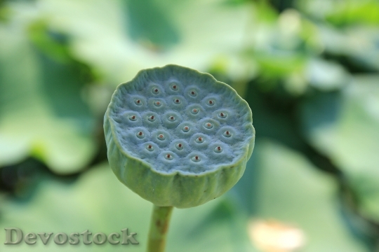 Devostock Lotus Fruit Lotus Plant 0