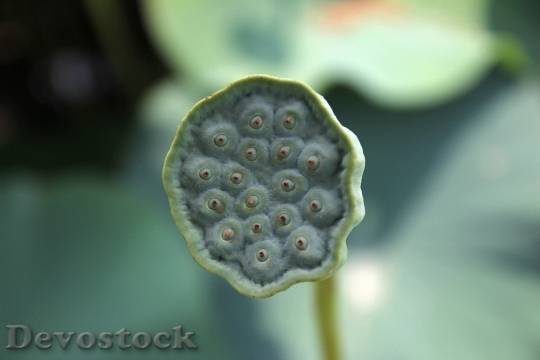 Devostock Lotus Fruit Lotus Plant