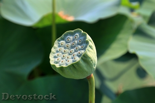 Devostock Lotus Fruit Lotus Seed