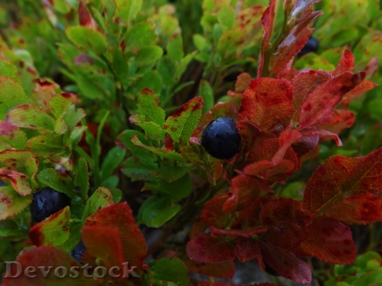 Devostock Macro Blueberries Bilberry Forest