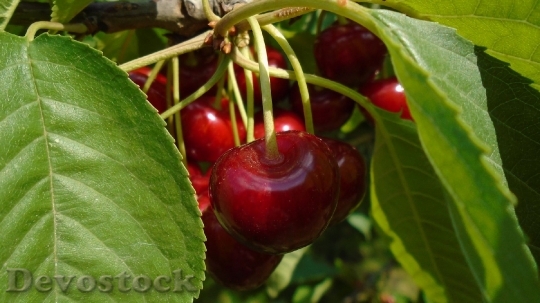 Devostock Macro Plant Fruit Cherry