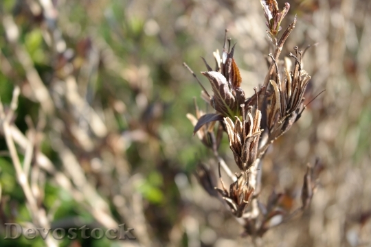 Devostock Macro Plant Spring Bud