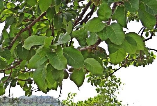 Devostock Madhuca Longifolia Mahwa Mahua