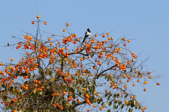 Devostock Magpie Bird Natural Fruit