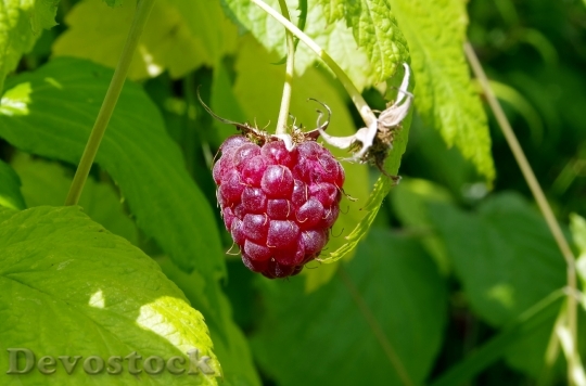 Devostock Malina Raspberries Fruit Garden