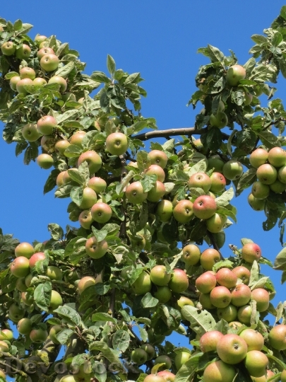 Devostock Malus Domestica Apple Tree 0