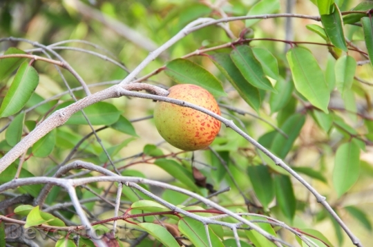 Devostock Mangaba Boipeba Tropical Fruit