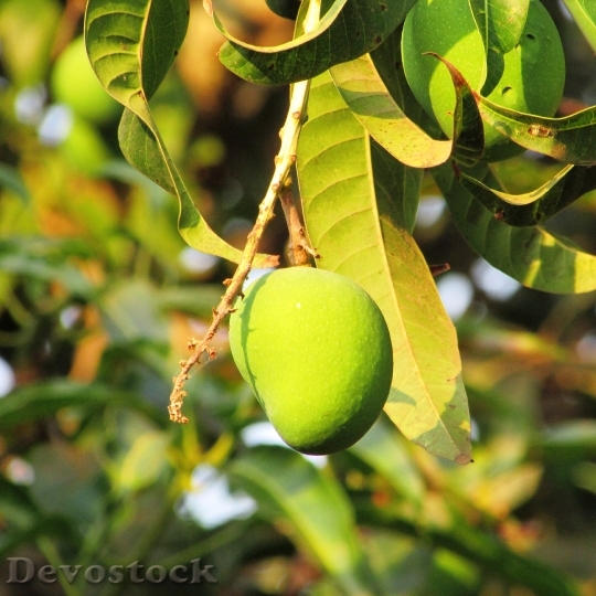 Devostock Mango Fresh Mango Dharwad