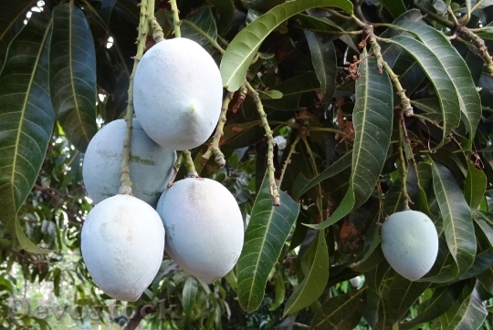 Devostock Mango Fruit Mangifera Indica 0