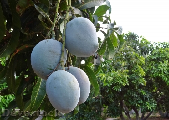 Devostock Mango Fruit Mangifera Indica 1