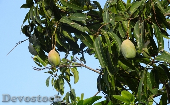 Devostock Mango Fruit Mangifera Indica 4