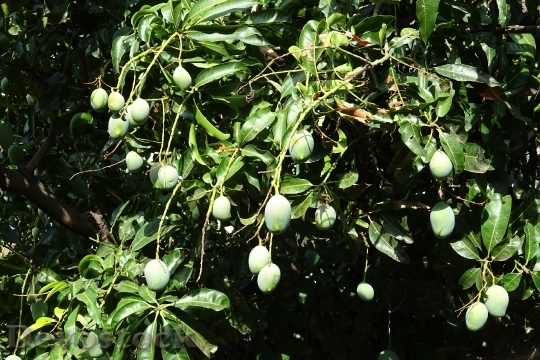 Devostock Mango Fruit Mangifera Indica