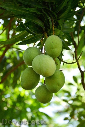 Devostock Mango Fruit Vegetable Food