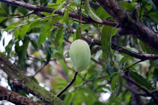 Devostock Mango Green Fruits Trees