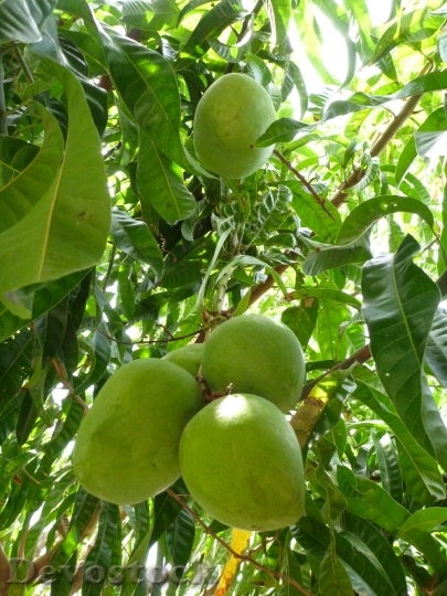 Devostock Mango Green Tree Immature