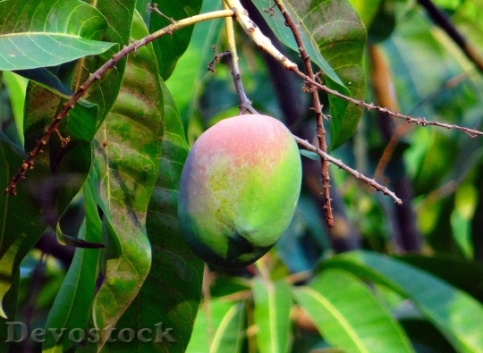 Devostock Mango Mangifera Indica About 1