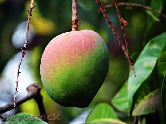 Devostock Mango Mangifera Indica About 2